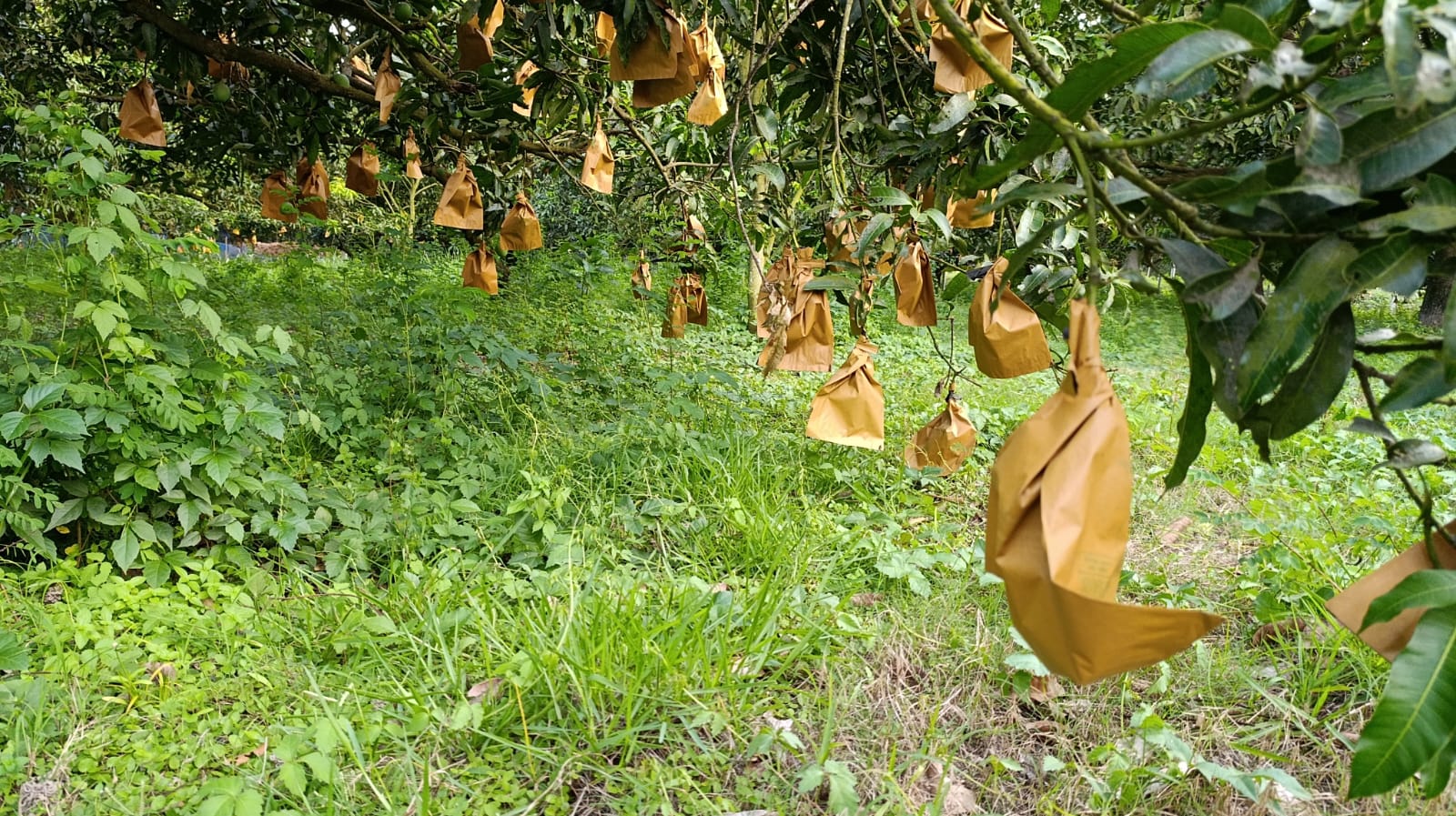 কৃষ্ণচূড়া ফুলের কাটিং 