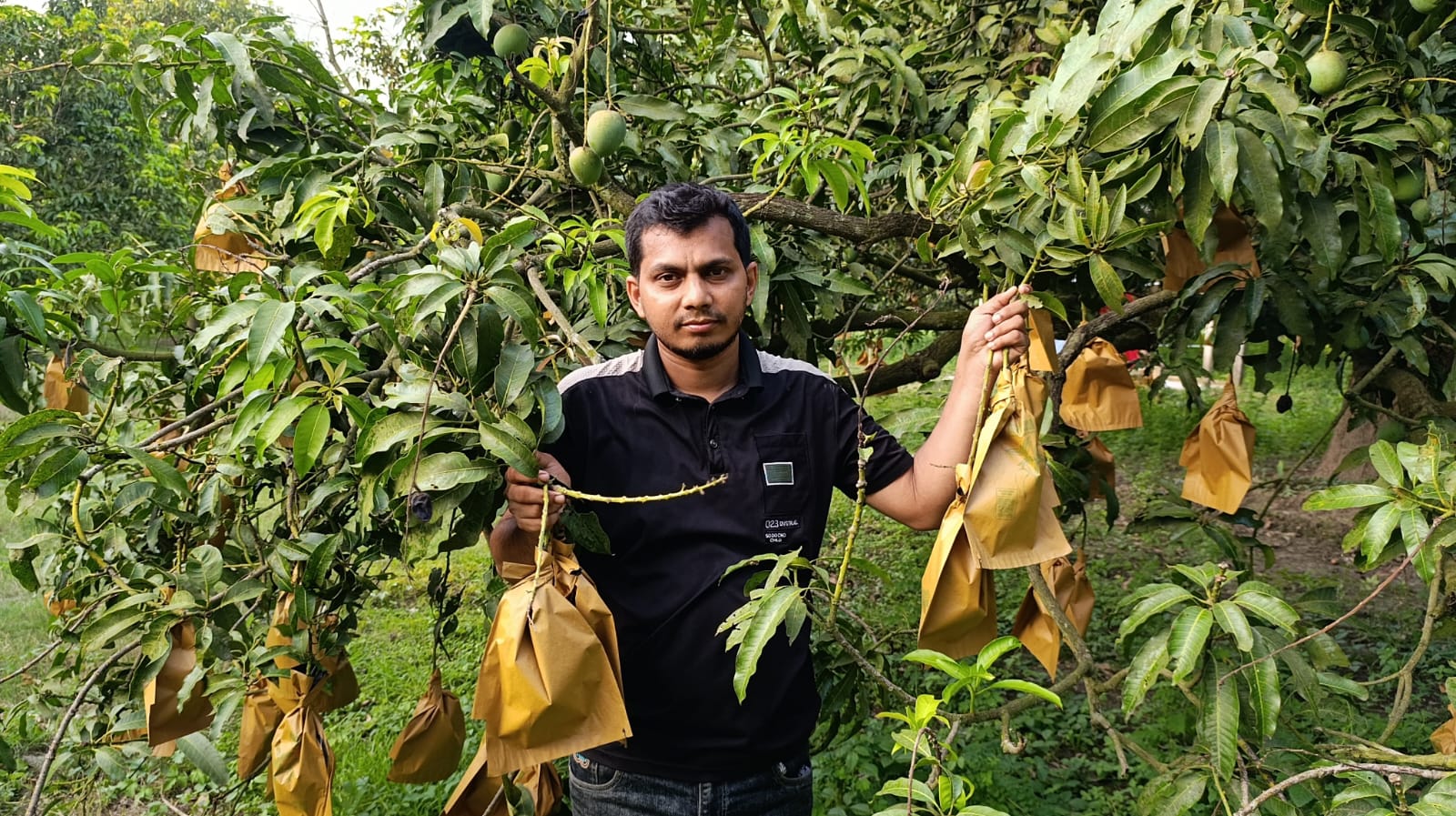 আমের সুরক্ষা